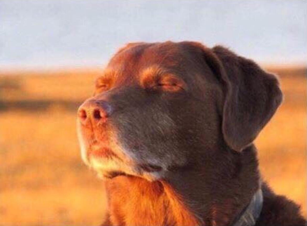Cooked Dog Meme Template - High resolution dog with sun profile